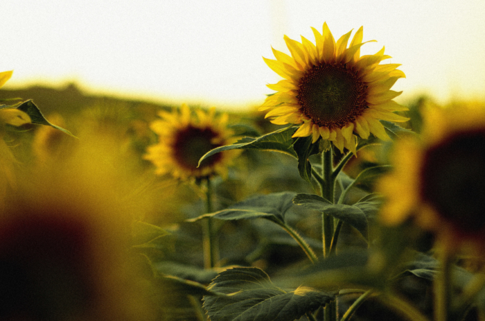 Piękne zdjęcia słoneczników - 100 zdjęć tych kwiatów