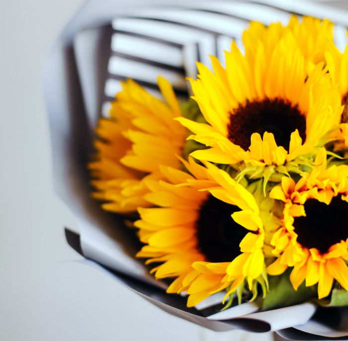 Beautiful Photos of Sunflowers