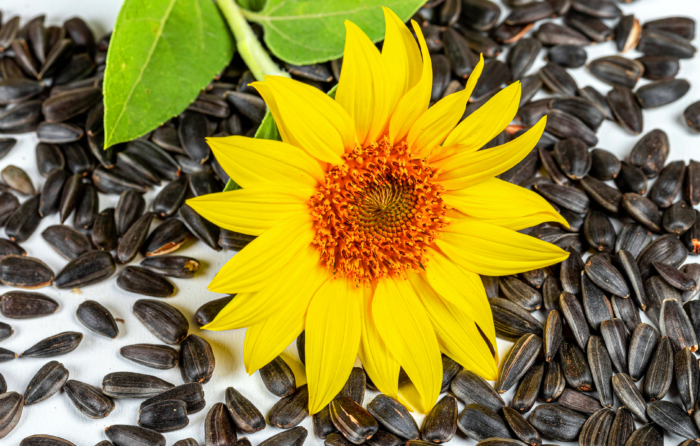 Piękne zdjęcia słoneczników - 100 zdjęć tych kwiatów