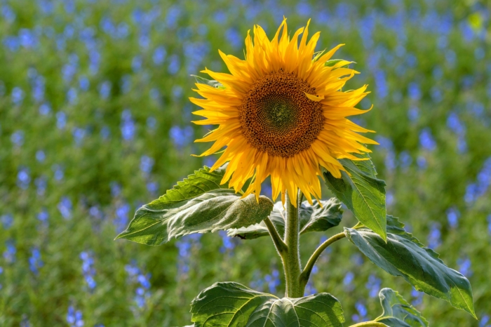 Beautiful Photos of Sunflowers