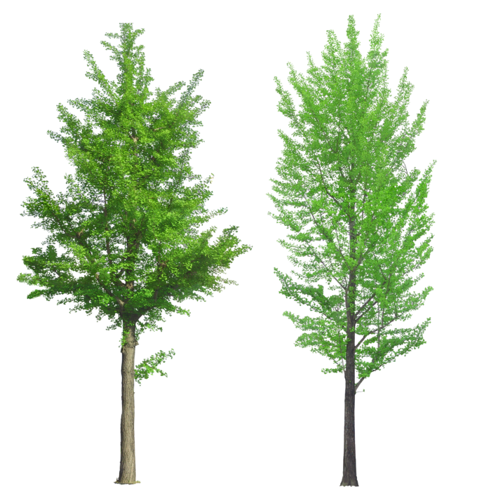 Arbres au format PNG sur fond transparent - Images gratuites