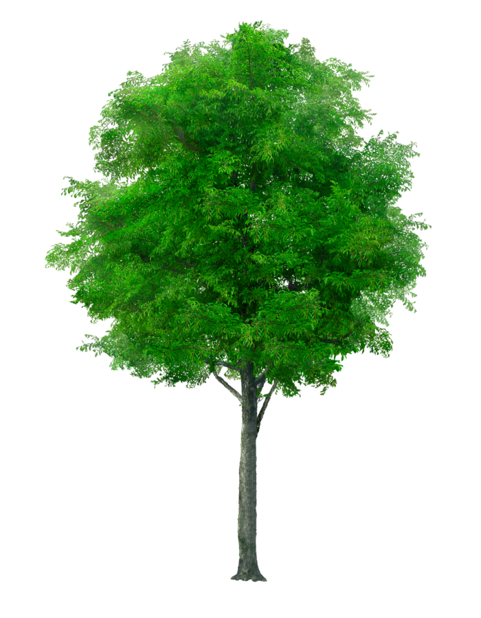 Arbres au format PNG sur fond transparent - Images gratuites