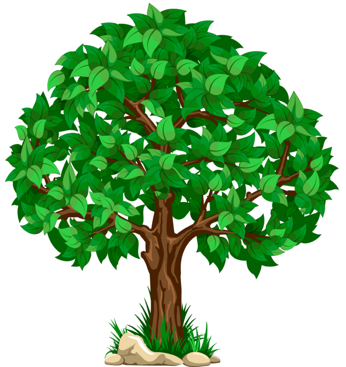 Arbres au format PNG sur fond transparent - Images gratuites