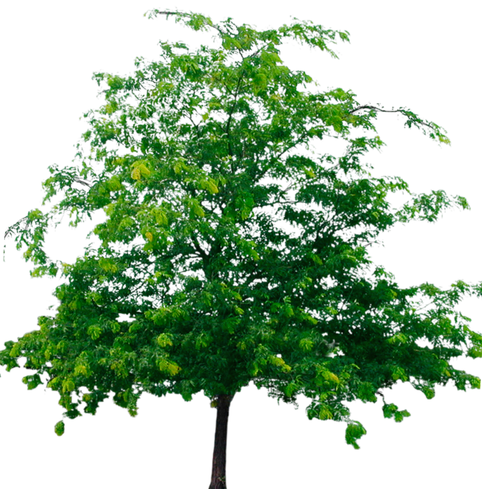 Arbres au format PNG sur fond transparent - Images gratuites