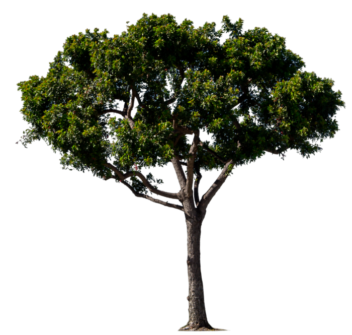 Trees in PNG on Transparent Background - Free Cliparts