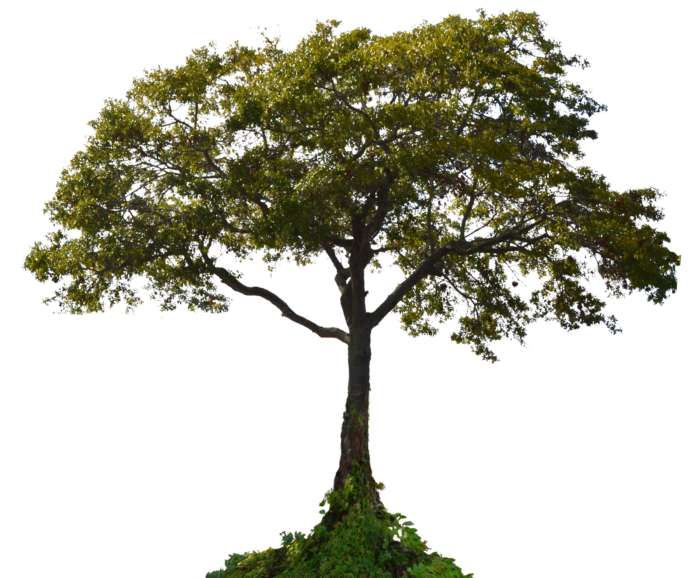 Arbres au format PNG sur fond transparent - Images gratuites