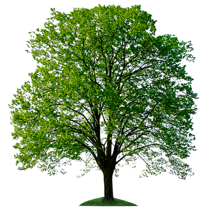 Arbres au format PNG sur fond transparent - Images gratuites