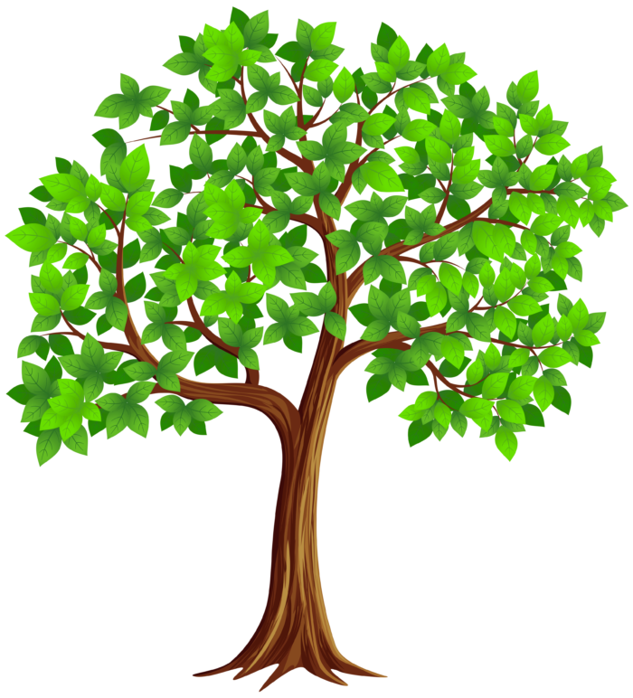 Arbres au format PNG sur fond transparent - Images gratuites