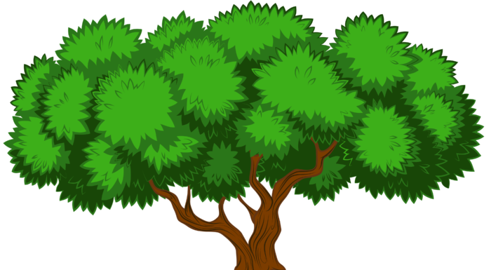 Arbres au format PNG sur fond transparent - Images gratuites