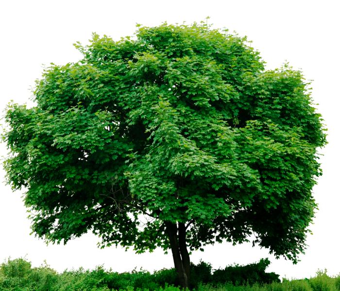 Trees in PNG on Transparent Background - Free Cliparts