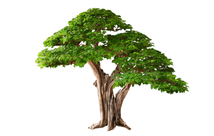 Деревья в формате PNG на прозрачном фоне - Бесплатные клипарты
