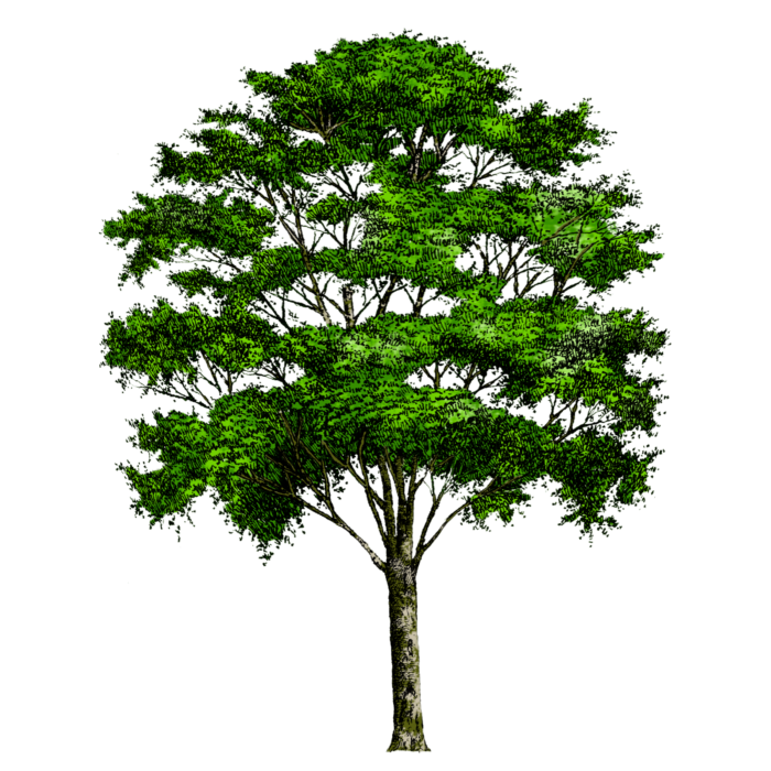 Alberi in formato PNG su sfondo trasparente - Immagini gratis