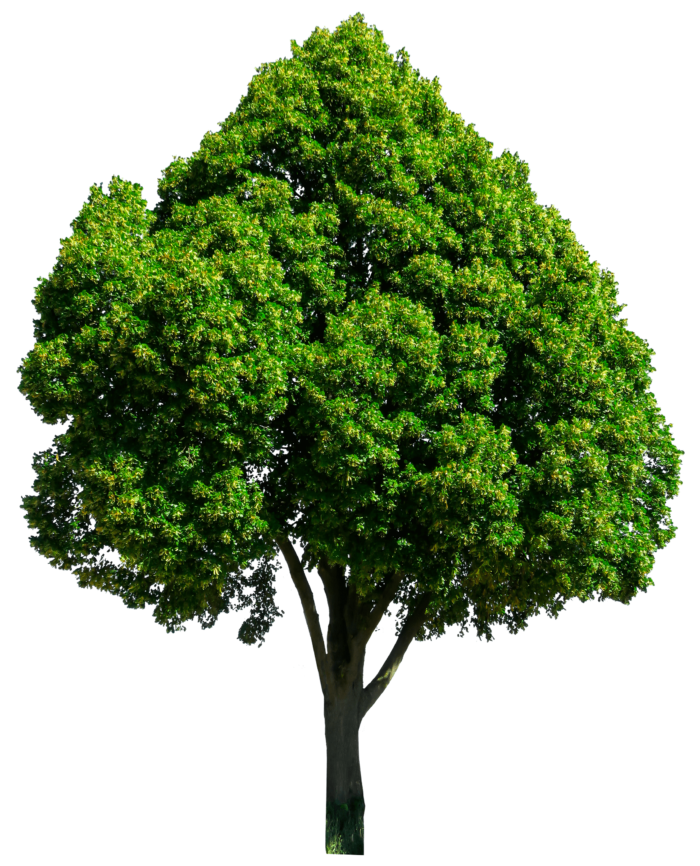 Trees in PNG on Transparent Background - Free Cliparts