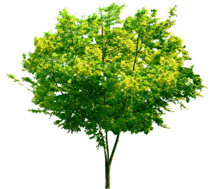 Arbres au format PNG sur fond transparent - Images gratuites