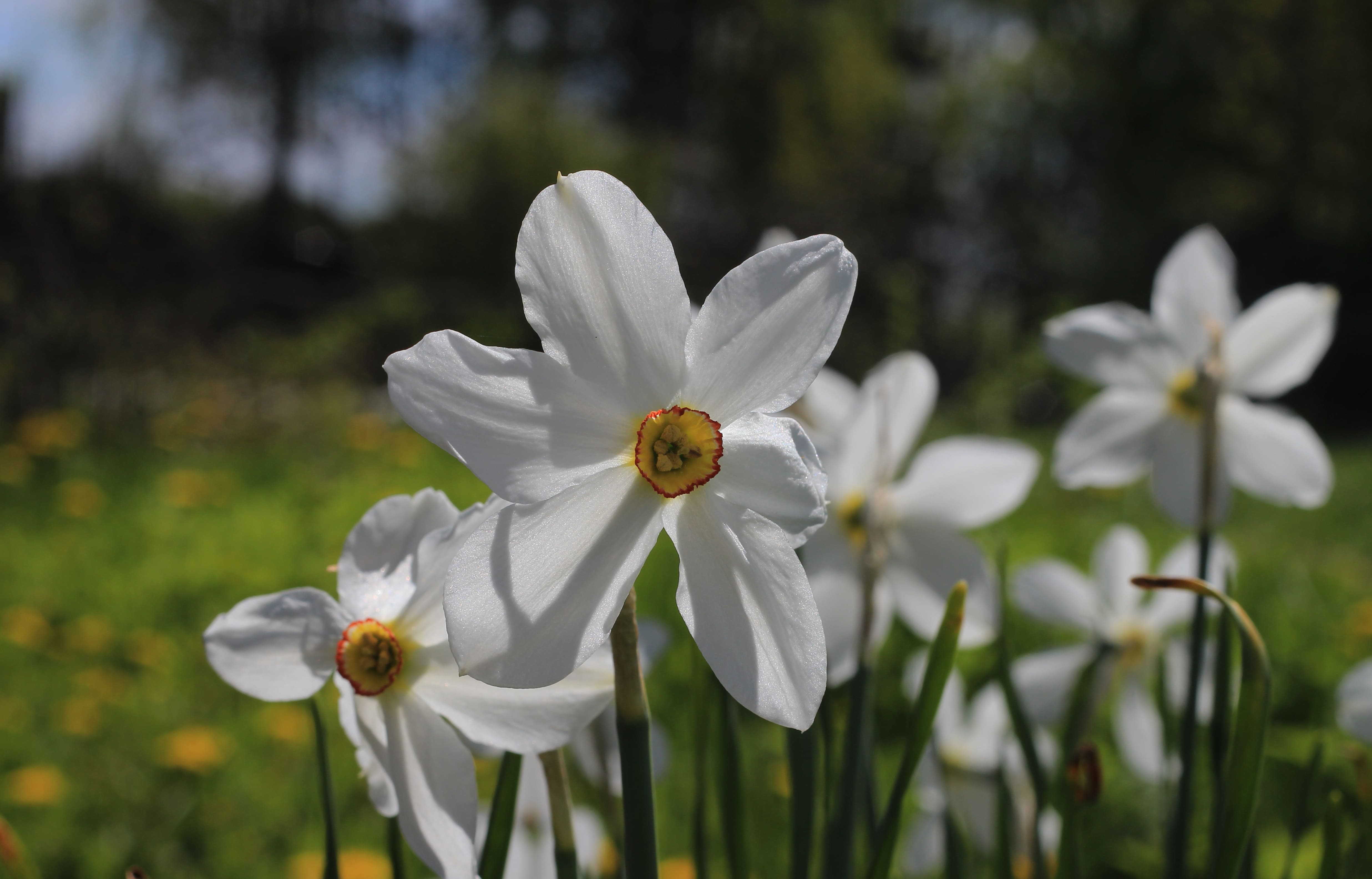 daffodils-photo-48