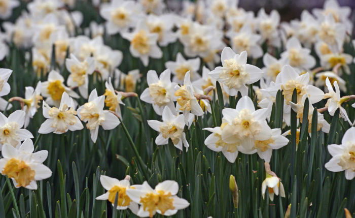 Beautiful Pictures of Daffodils - 100 High-Resolution Photos
