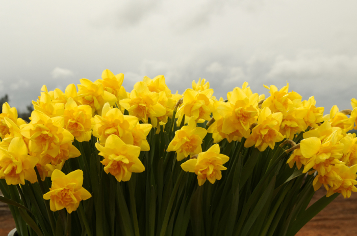 Beautiful Pictures of Daffodils - 100 High-Resolution Photos