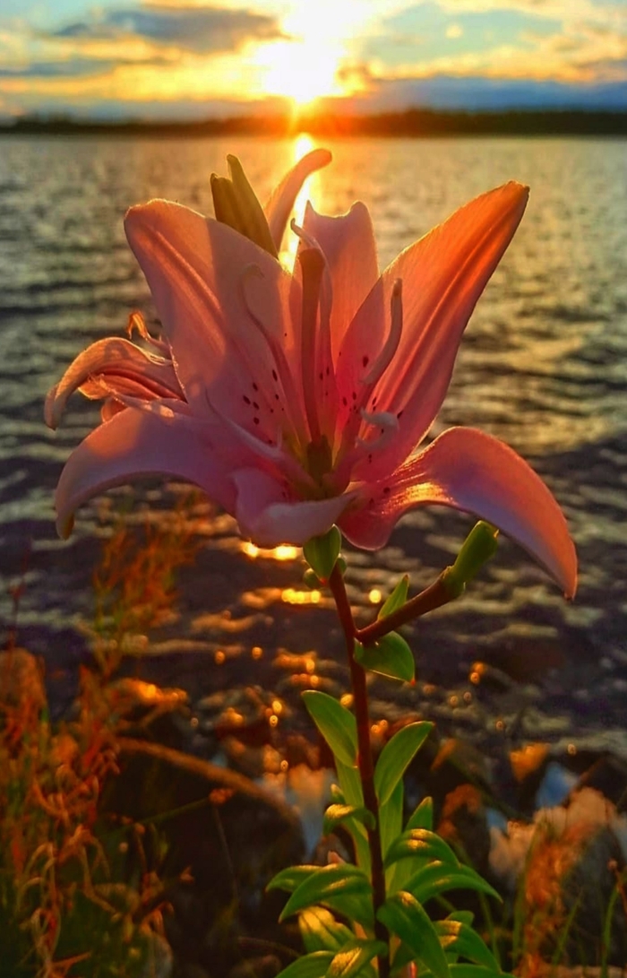 Fotos von schönen Lilien - 111 Bilder von verschiedenen Arten von Lilien