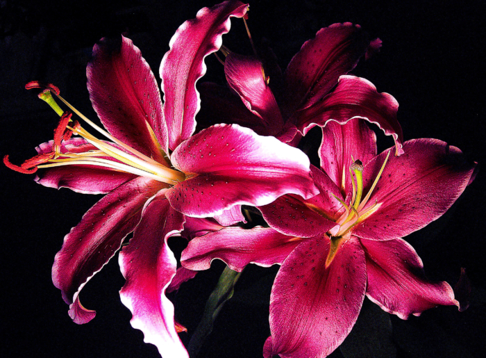 Photos of Beautiful Lilies - 111 Images of Different Types of Lilies