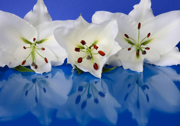 Fotos von schönen Lilien - 111 Bilder von verschiedenen Arten von Lilien
