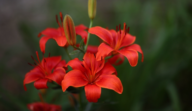 Artistic Different Kinds Of Lilies Abstract Illustration Artistic Different Kinds Of Lilies Abstract Illustration