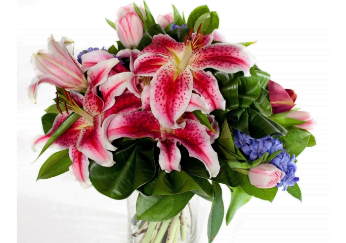 Photos of Beautiful Lilies - 111 Images of Different Types of Lilies