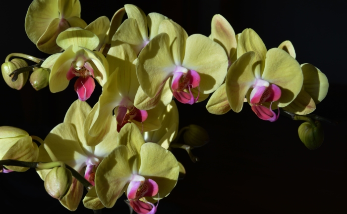 美しい蘭の写真、100枚の高解像度画像