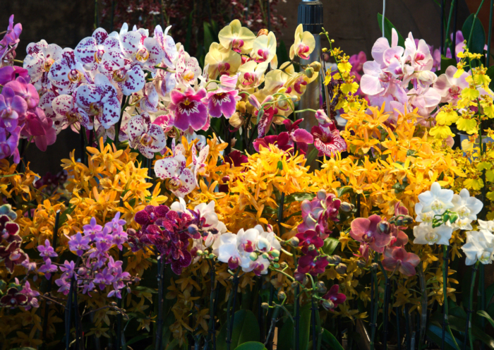 Fotos de hermosas orquídeas - 100 imágenes de alta resolución
