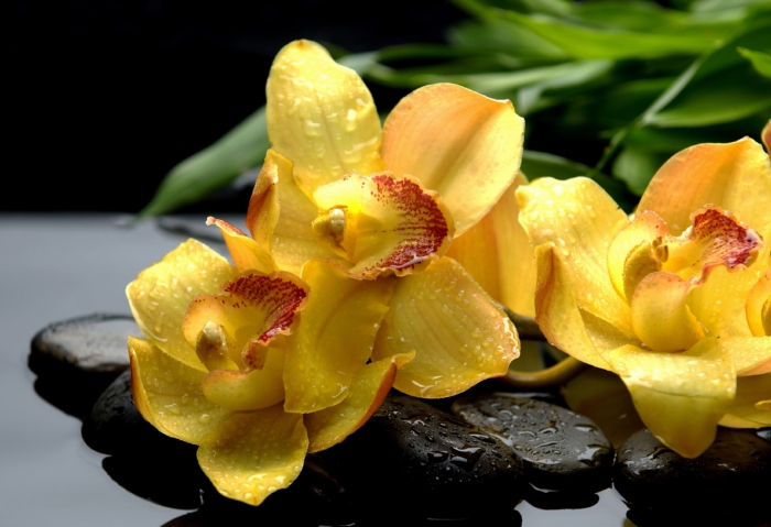 美しい蘭の写真、100枚の高解像度画像