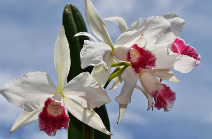 Fotos de lindas orquídeas - 100 imagens em alta resolução
