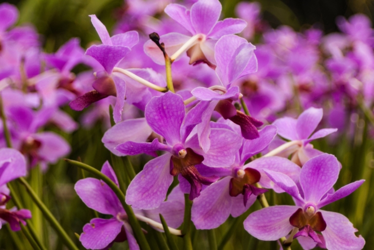 Фото красивых орхидей - 100 изображений в высоком разрешении