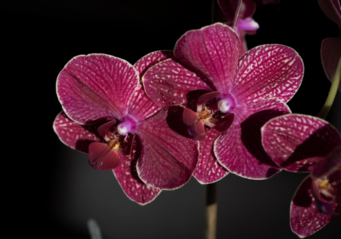 Fotos de hermosas orquídeas - 100 imágenes de alta resolución