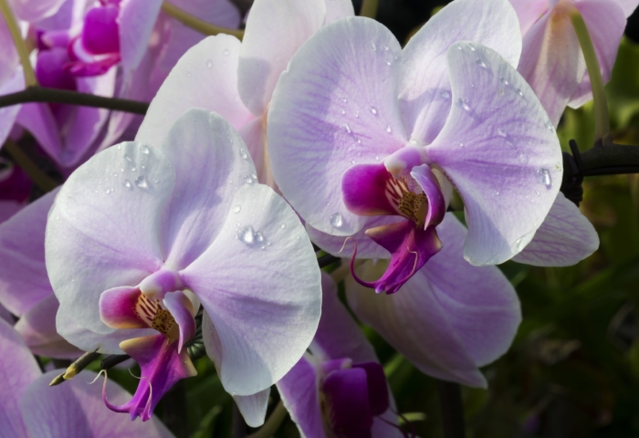 Photos de belles orchidées - 100 images haute résolution