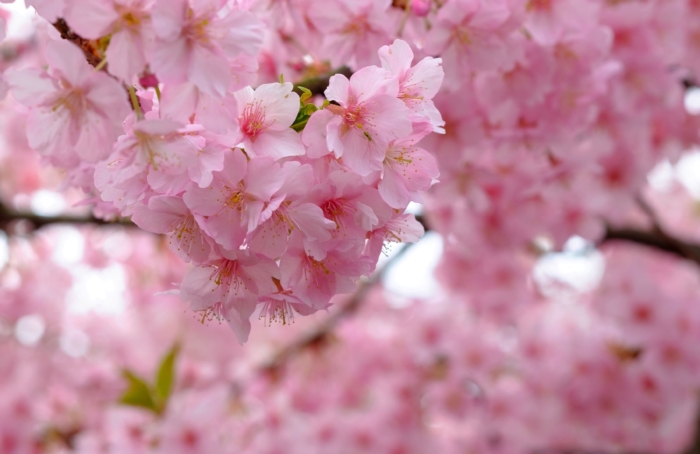 sakura in bloom 100
