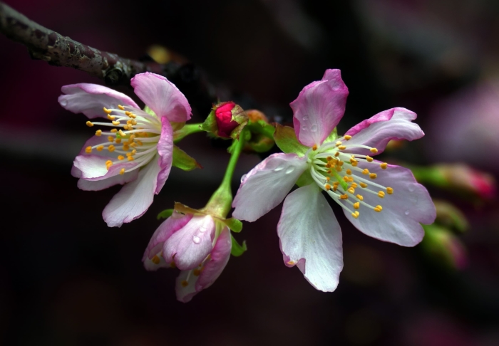 sakura in bloom 101