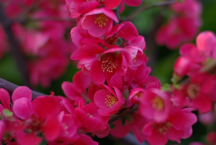Fotos de flores de Sakura - 100 lindas fotos de graça