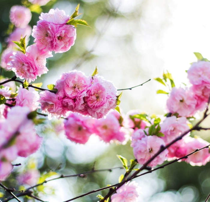 sakura in bloom 104