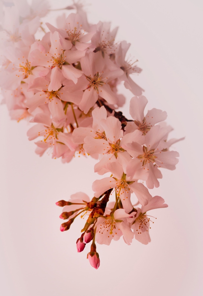 sakura in bloom 106