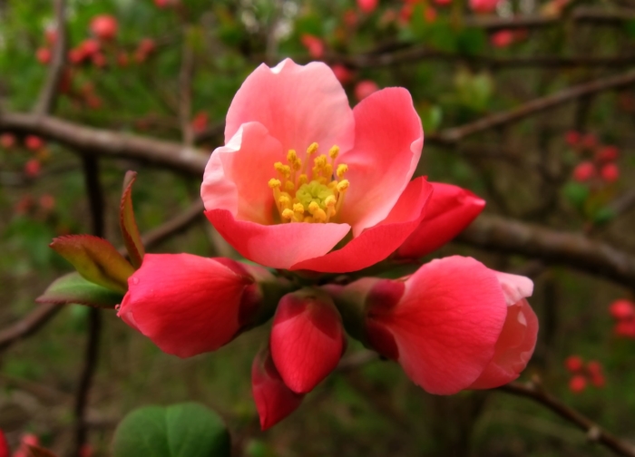 sakura in bloom 108
