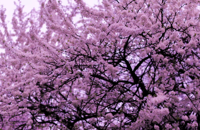 sakura in bloom 11