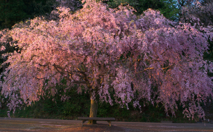 sakura in bloom 15
