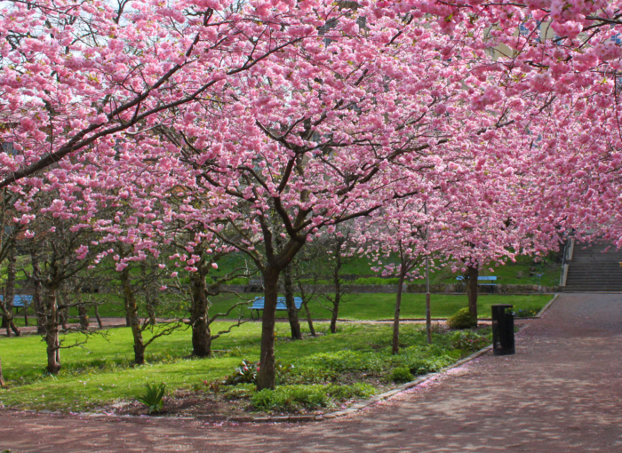 Фотографии цветения сакуры - 100 красивых картинок бесплатно