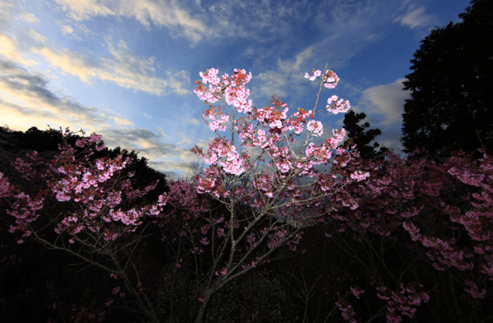 sakura in bloom 18