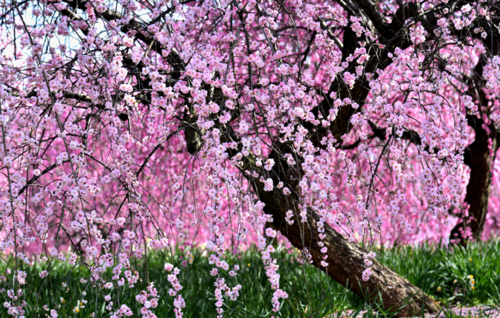 sakura in bloom 19