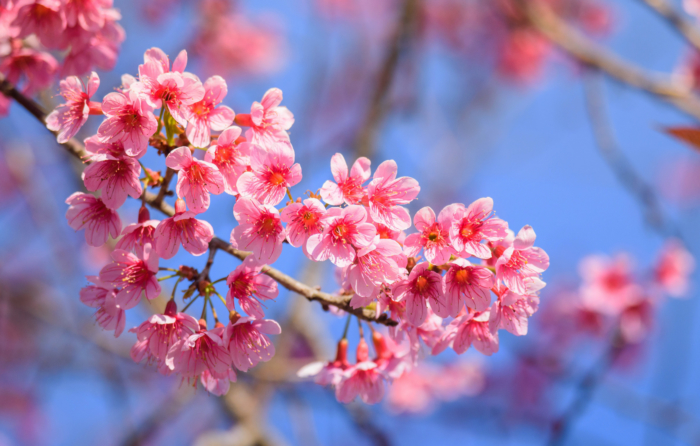 sakura in bloom 21