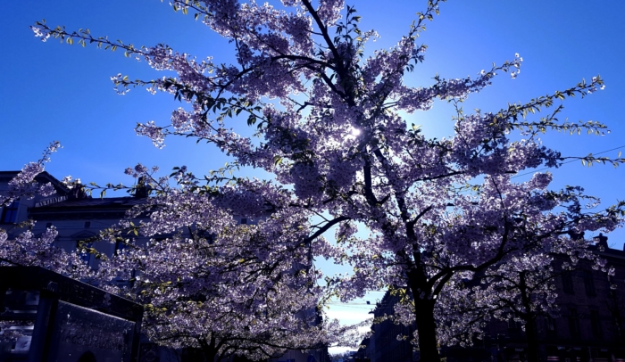 sakura in bloom 22