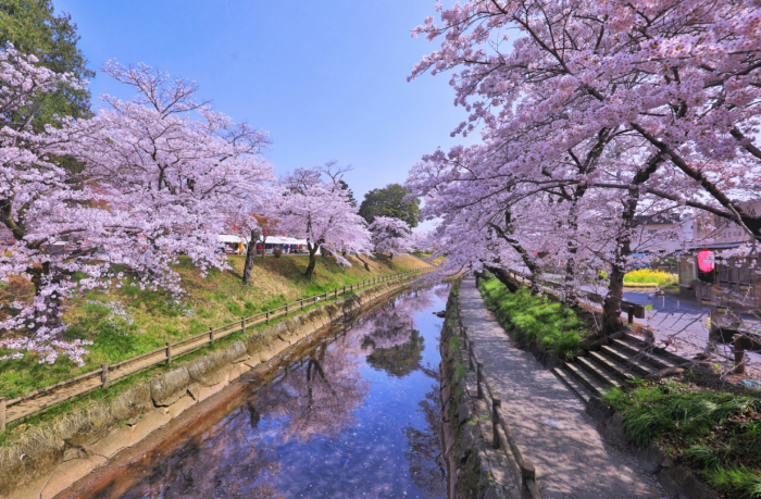 sakura in bloom 24