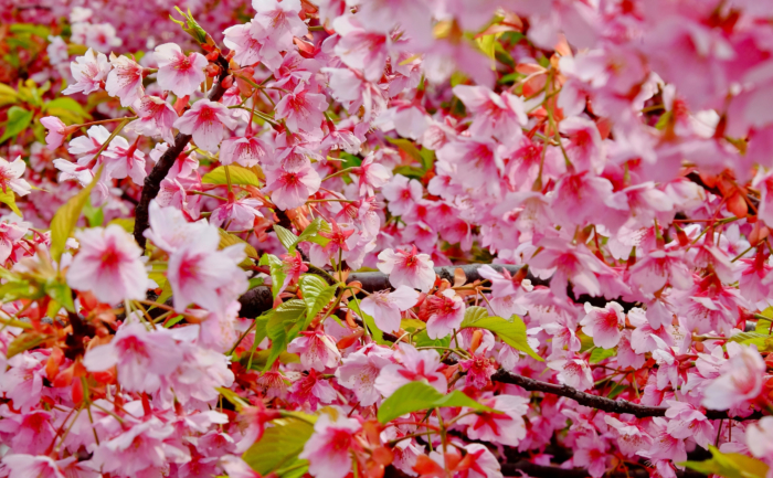 sakura in bloom 27