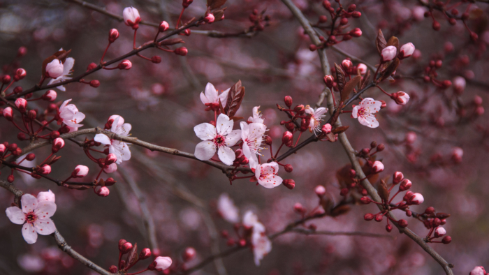 Sakura Blüten Fotos - 100 schöne Bilder kostenlos