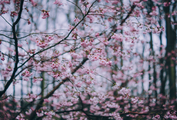 sakura in bloom 34